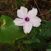 Ipomoea sagittifolia Burm.f.